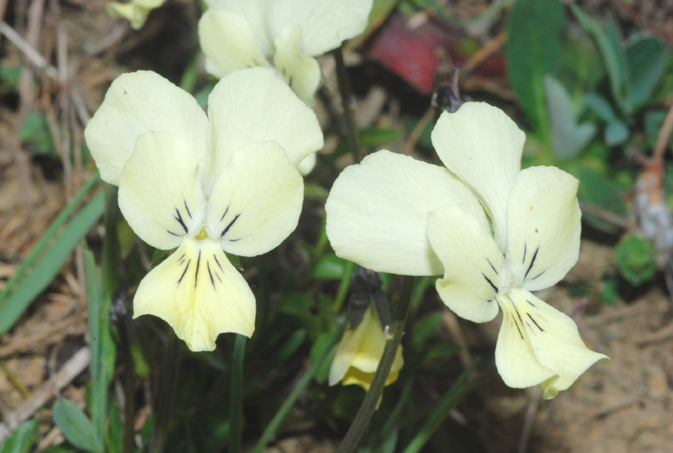 Viola aethnensis / Viola dell''Etna